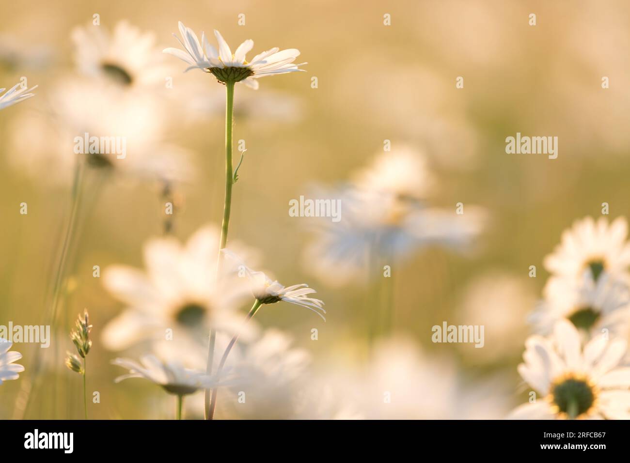 Oxeye Daisies on a summers evening, Magog Down, Stapleford, Cambridge Stock Photo