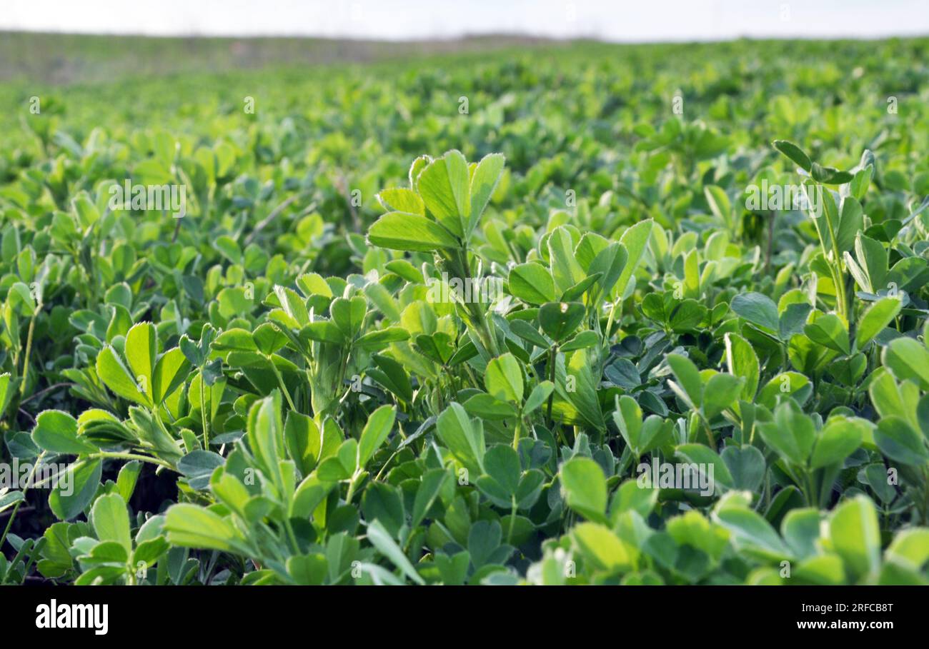 In the spring farm field young alfalfa grows Stock Photo - Alamy