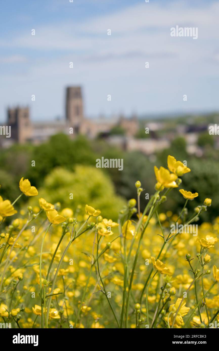 Durham Cathedral looking through yellow buttercups on Observatory Hill Stock Photo