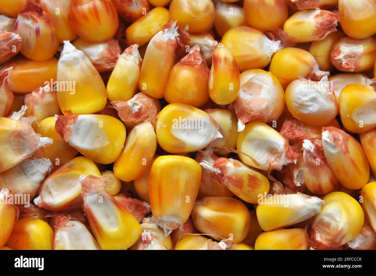 Maize seeds hi-res stock photography and images - Page 10 - Alamy