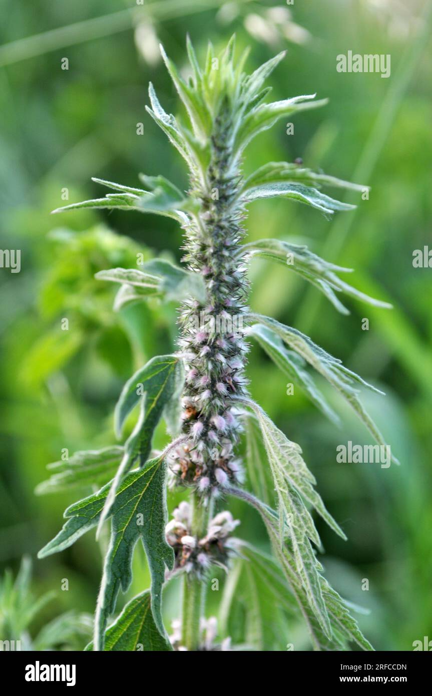 In the meadow among the herbs grows and blooms dog nettle is five-bladed (Leonurus quinquelobatus) Stock Photo