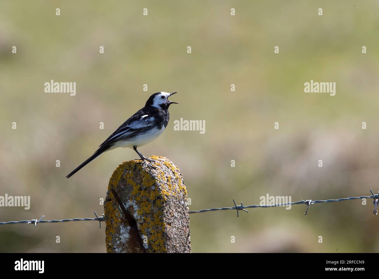Single pristine Pied Wagtail Motacilla alba in profile with bill wide open singing heartily on top of a moss covered concrete post in North Uist Stock Photo