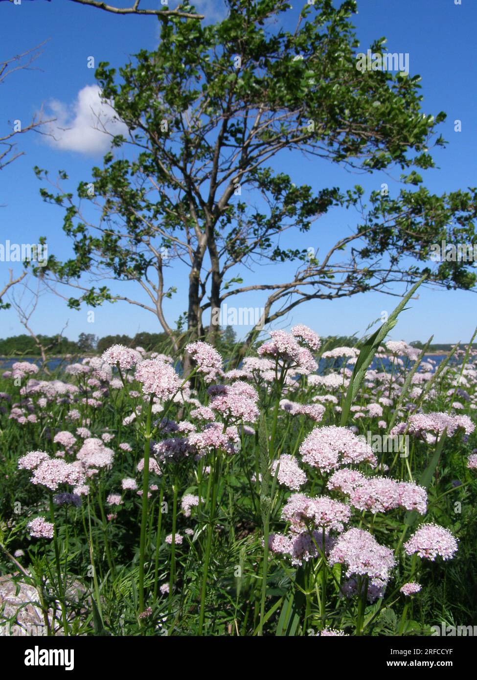 The Heliotrope elder-leaved (Valeriana sambucifolia) grows on the boulder beach of the island in the eastern freshwater part of the Gulf of Finland. B Stock Photo