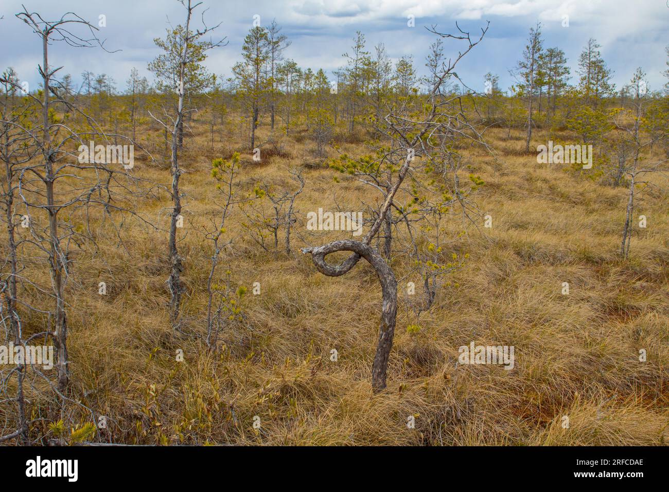 Telmathology Dendrology. Sparse swamp pine on high bog. Norway fir (Pinus sylvestris, forma pumila) depressed growth, because sphagnum suppresses grow Stock Photo