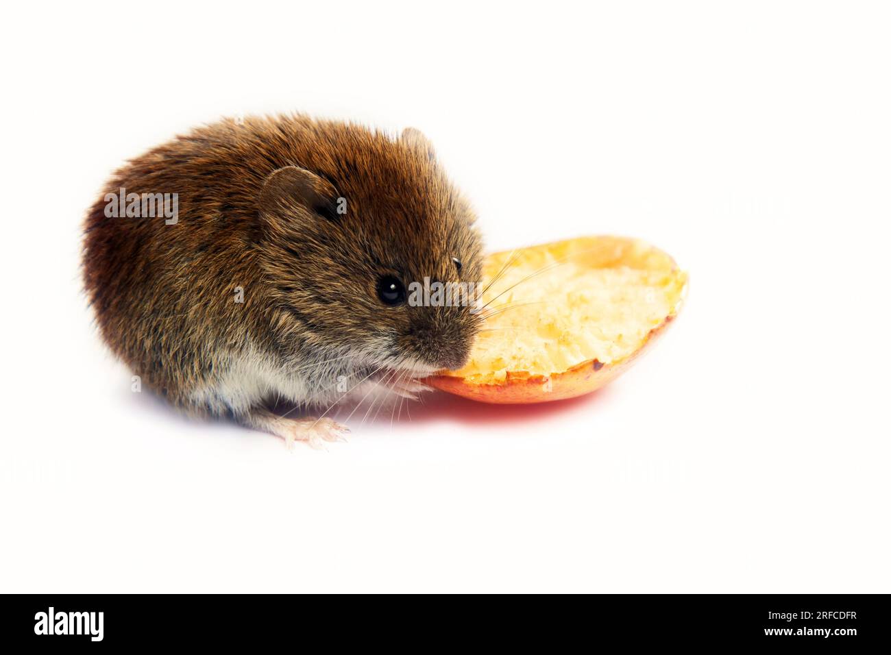 Mouselike rodents as malicious pests for humans. Mice and voles enter
