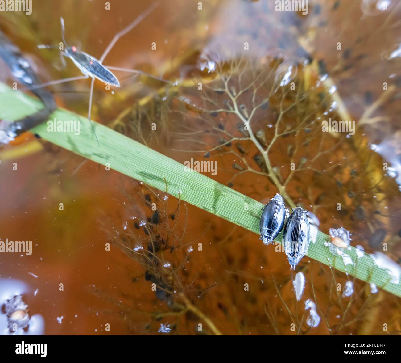 A section of a pond and two Whirligig beetle (Gyrinus natator) on an arrowhead leaf. Common Bladderwort (Utricularia vulgaris) grows in the depths. Ro Stock Photo