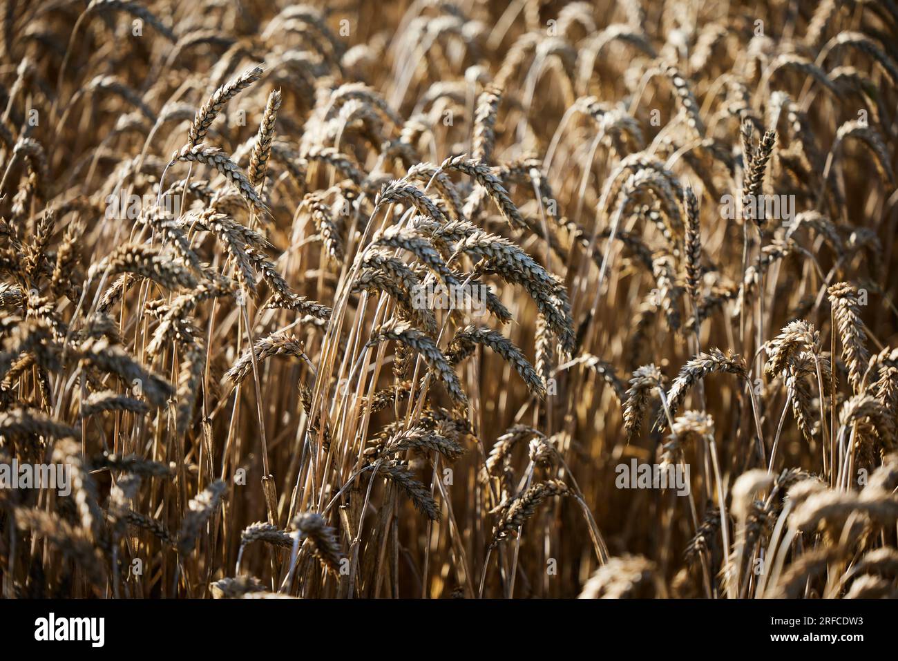 Ripe cereals growing in a field in Kaarst, Nordrhein-Westfalen. Stock Photo