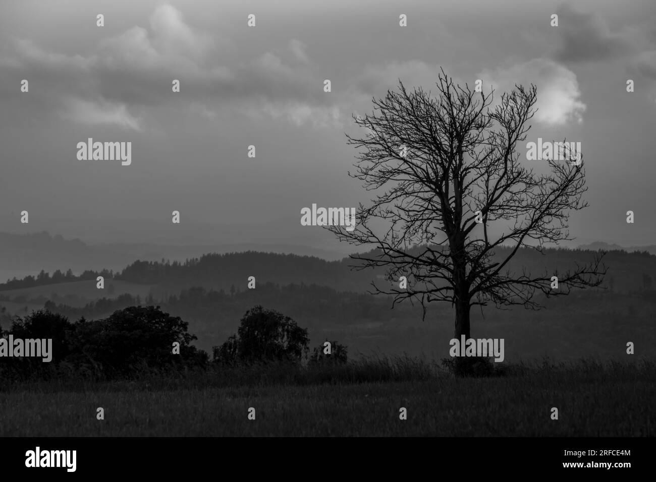 Evening sun forest path Black and White Stock Photos & Images - Alamy