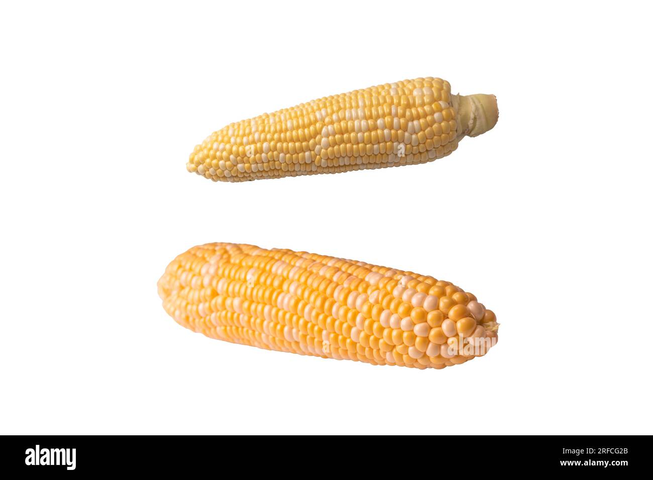 Yellow sweet corn isolated on white background. Copyspace. Stock Photo