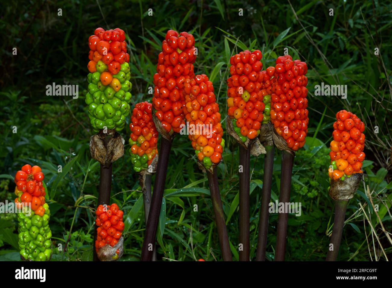 Arum italicum (Italian lords-and-ladies) grows in moist, shady habitats. It is mainly native to Europe but introduced to several countries. Stock Photo