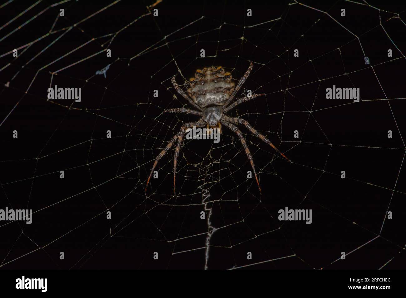 Argiope lobata spider and web Stock Photo