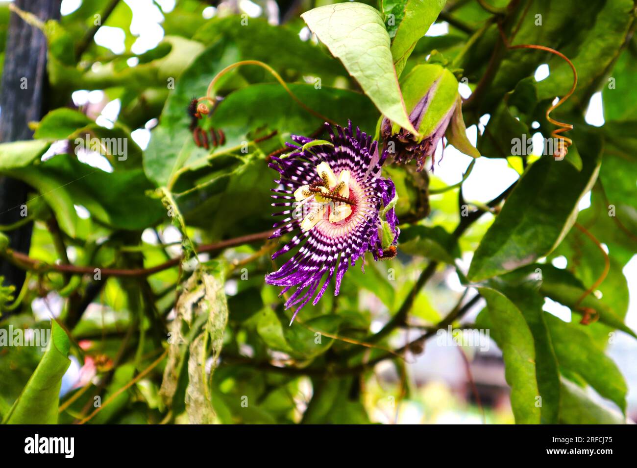 MOST RARE FLOWER EVER SEEN Stock Photo Alamy