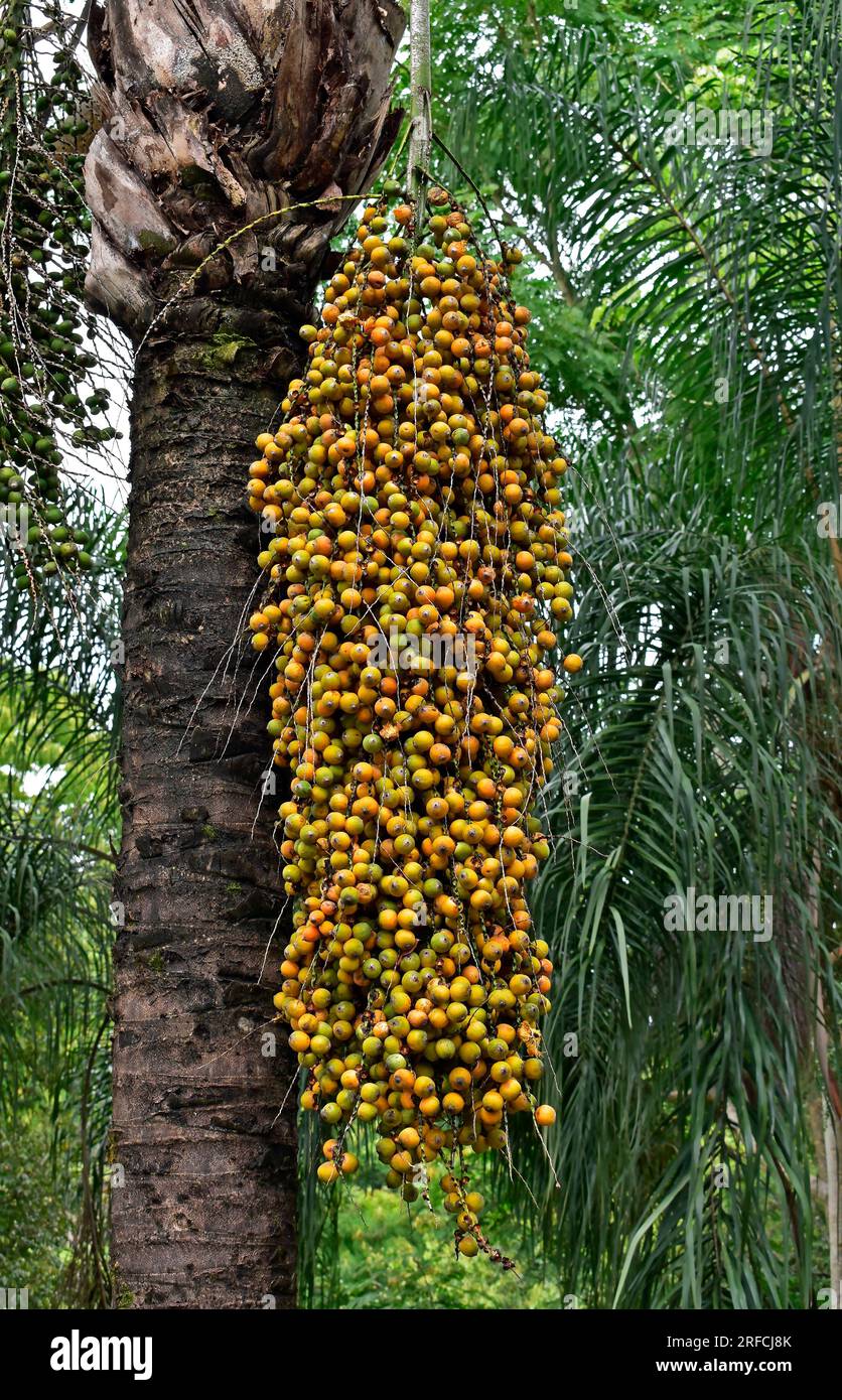 Yellow palm tree fruits (Syagrus romanzoffiana), Ribeirao Preto, Sao Paulo, Brazil Stock Photo
