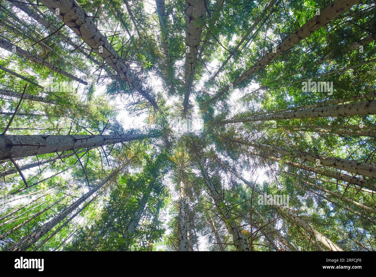 Pine forest in the Tuscan Emilian Apennines, Italy Stock Photo