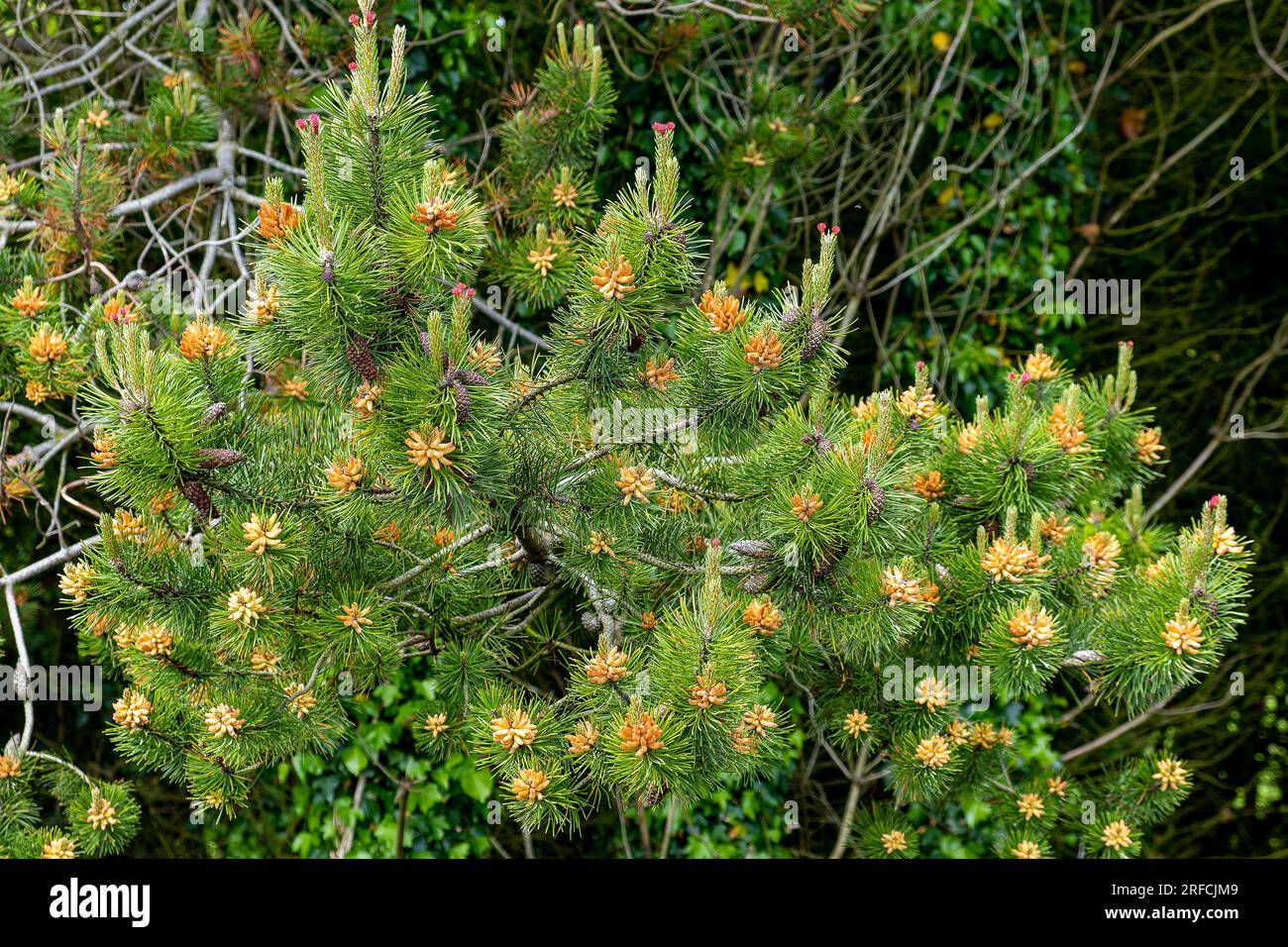 Mugo pine tree a species native to Europe with its small pine cones visible early before summer Stock Photo
