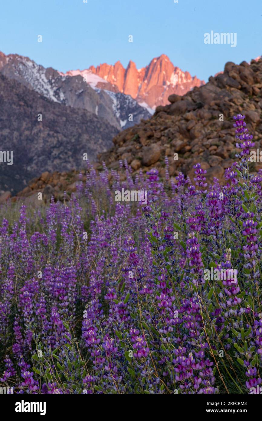 Blue lupine with the snow covered Eastern Sierra mountains in the distance Stock Photo