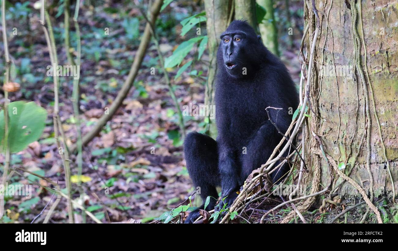 Celebes crested macaque (Macaca nigra), Sulawesi, Indonesia Stock Photo