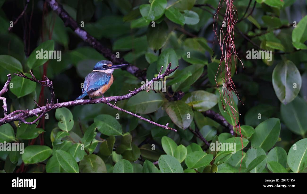 Sacred kingfisher (Todiramphus sanctus), bird of Sulawesi, Indonesia Stock Photo