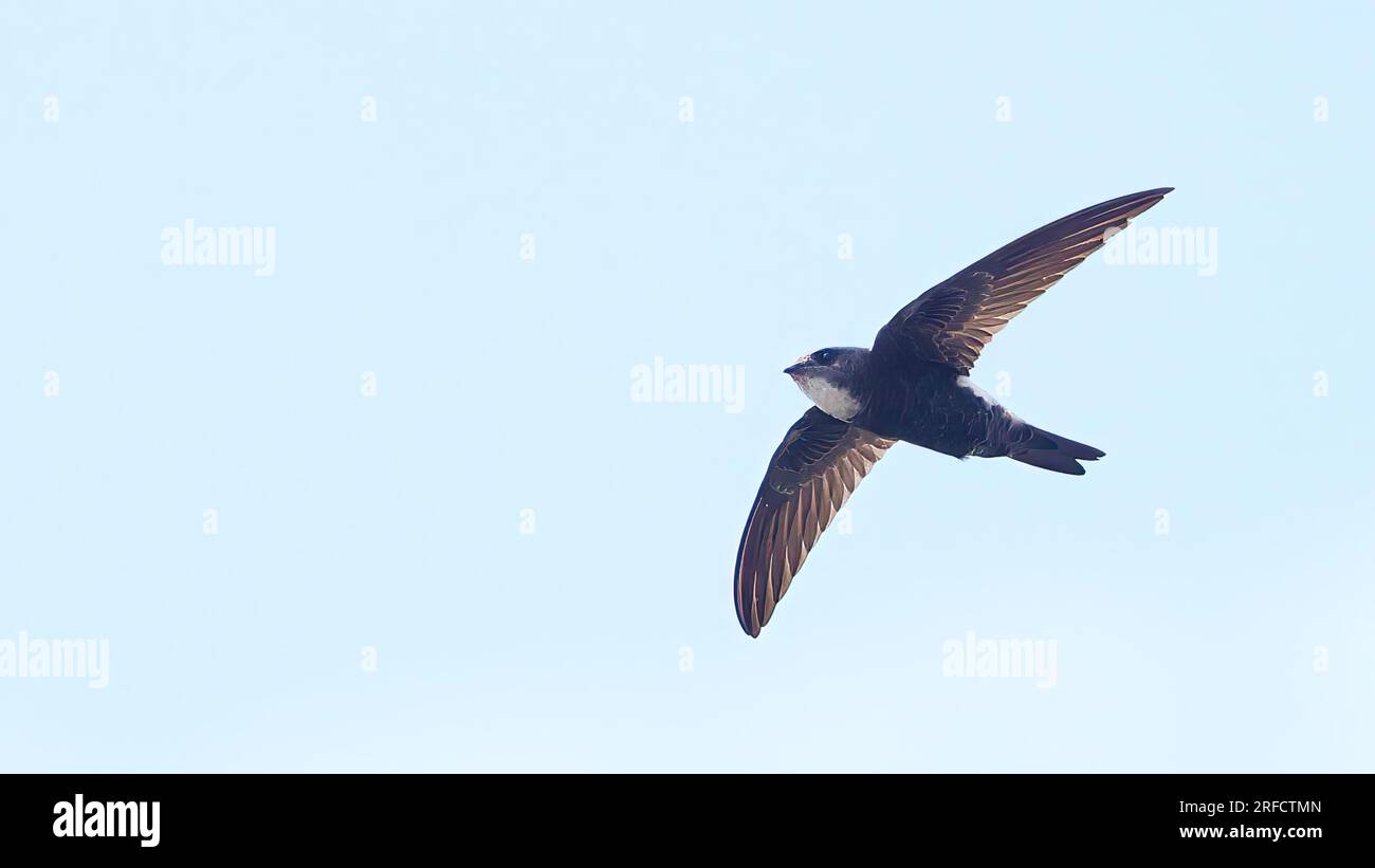 House swift in flight (Apus nipalensis), bird of Indonesia Stock Photo