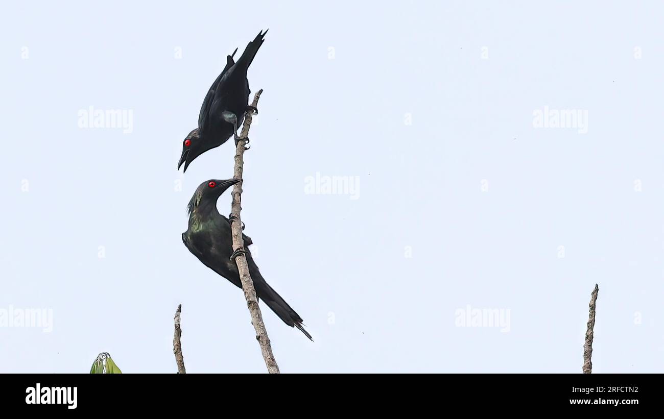 Metallic starlings (Aplonis metallica), bird of Indonesia Stock Photo