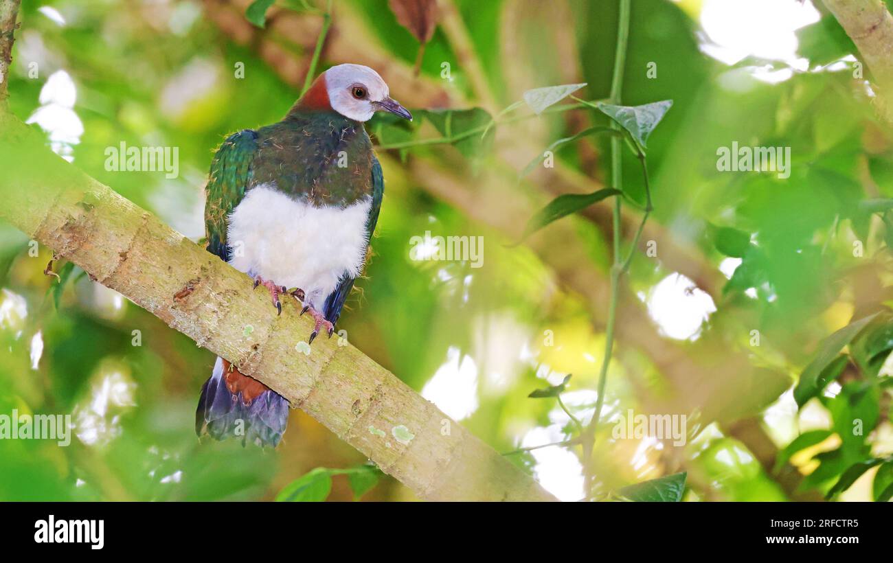 White-bellied imperial pigeon (Ducula forsteni), endemic bird of Indonesia Stock Photo