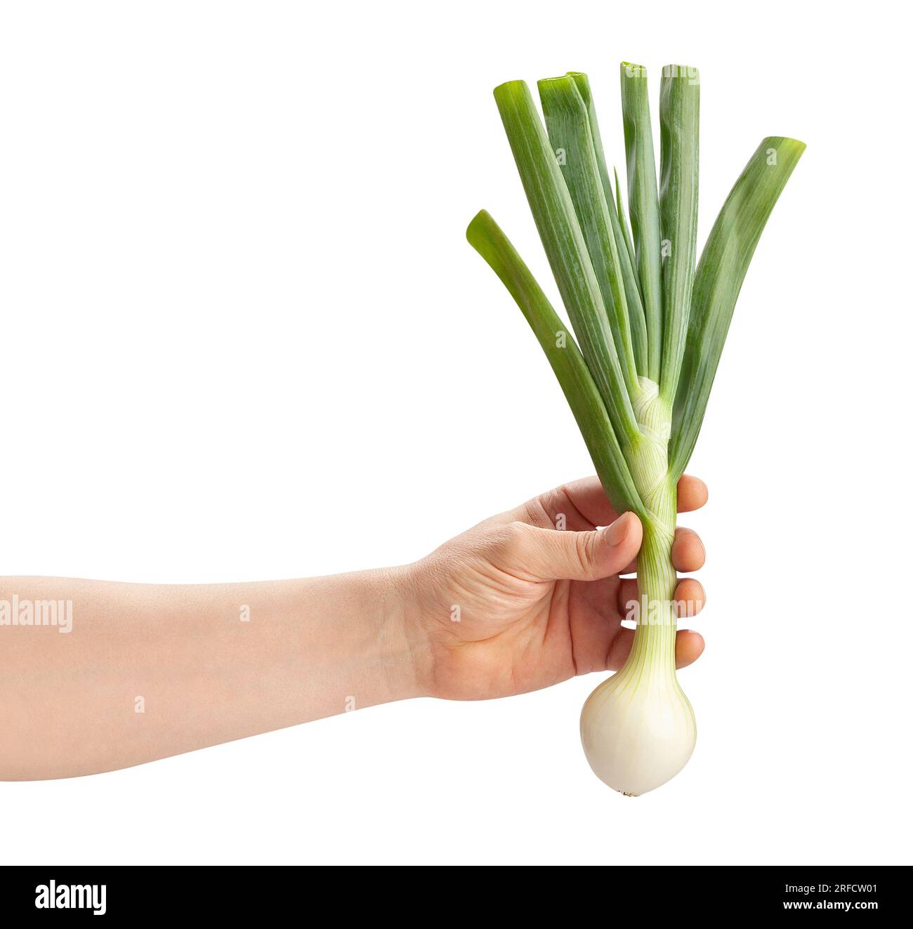 young onion in hand path isolated on white Stock Photo Alamy