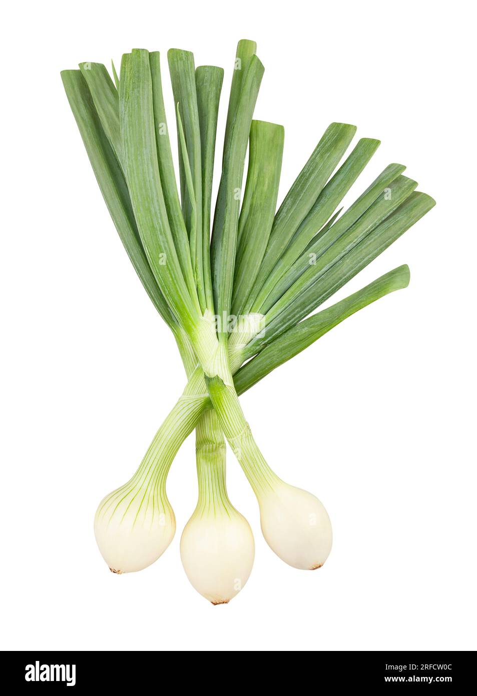 young onion path isolated on white Stock Photo Alamy