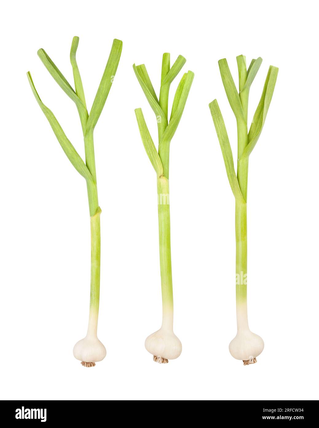 young garlic path isolated on white Stock Photo