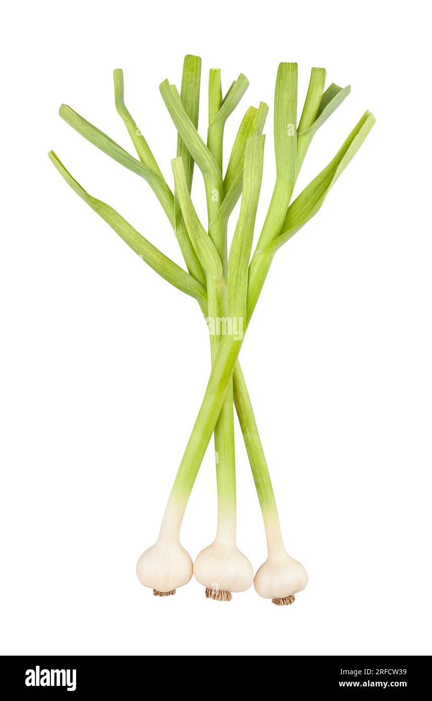 young garlic path isolated on white Stock Photo