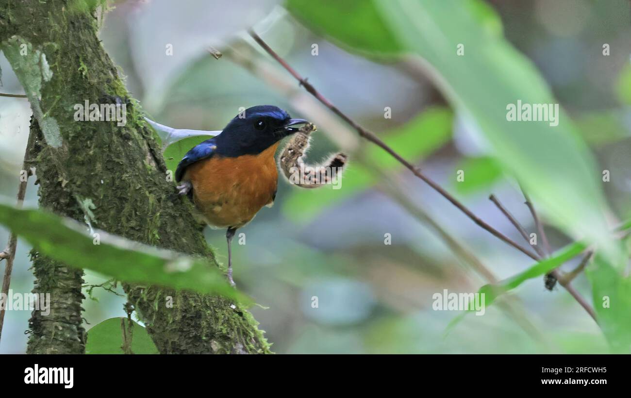 Sulawesi blue flycatcher (Cyornis omissus), endemic bird of Indonesia Stock Photo