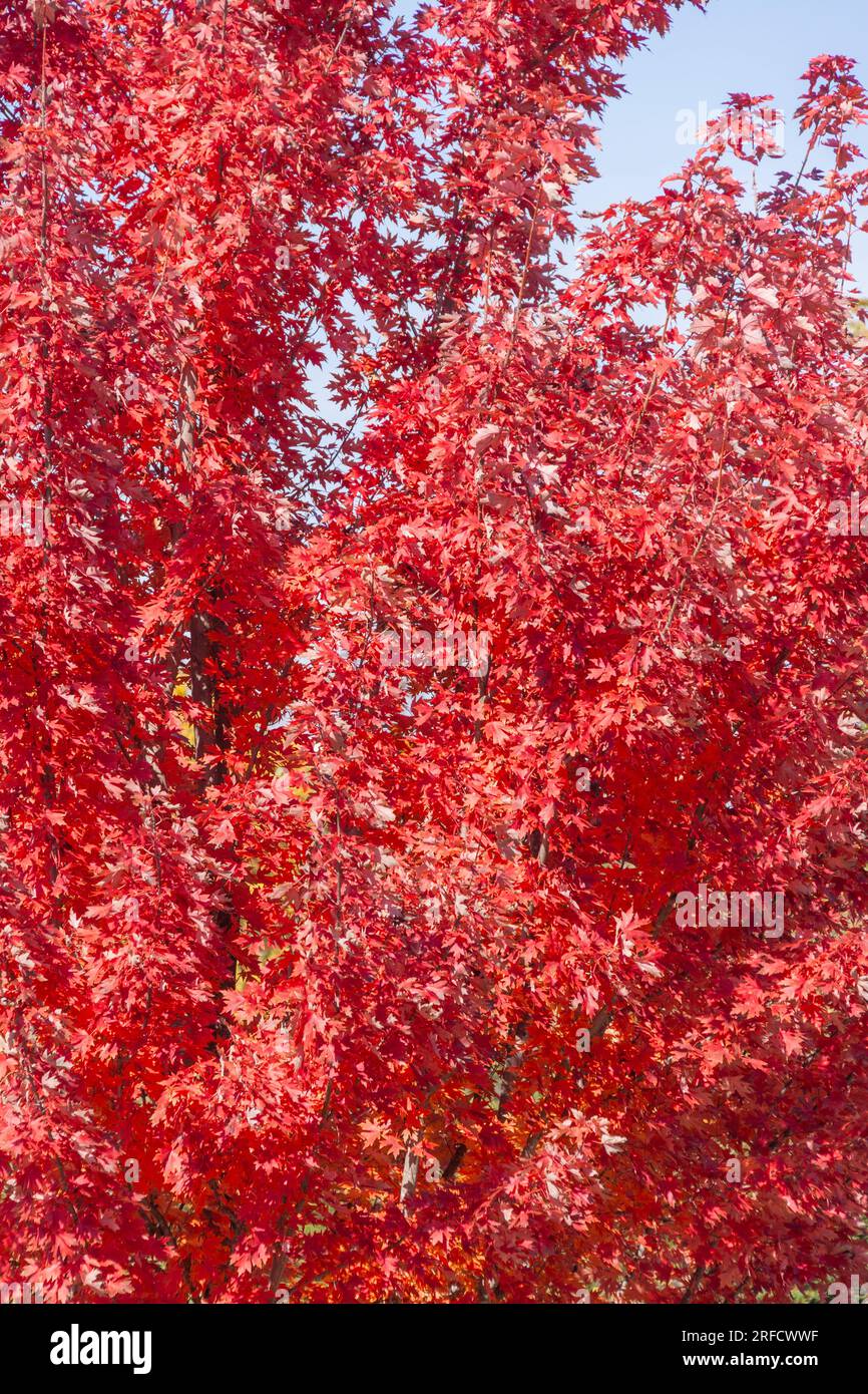 Autumn Color in Maple Tree in Branson, Missouri. Stock Photo