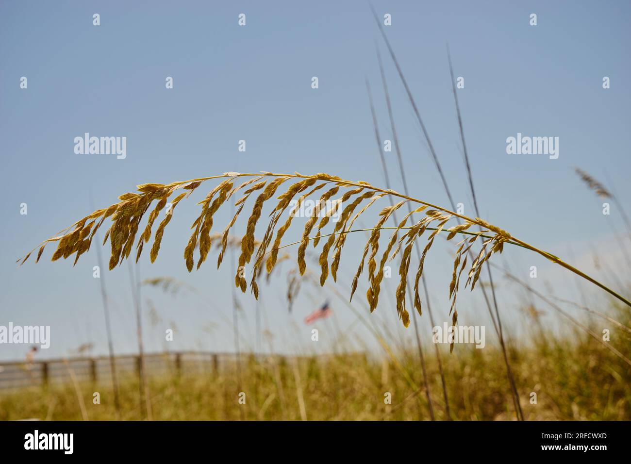 This is a photo realistic image of a single stalk of sea oats in the foreground with a blue sky and a beach in the background. Stock Photo