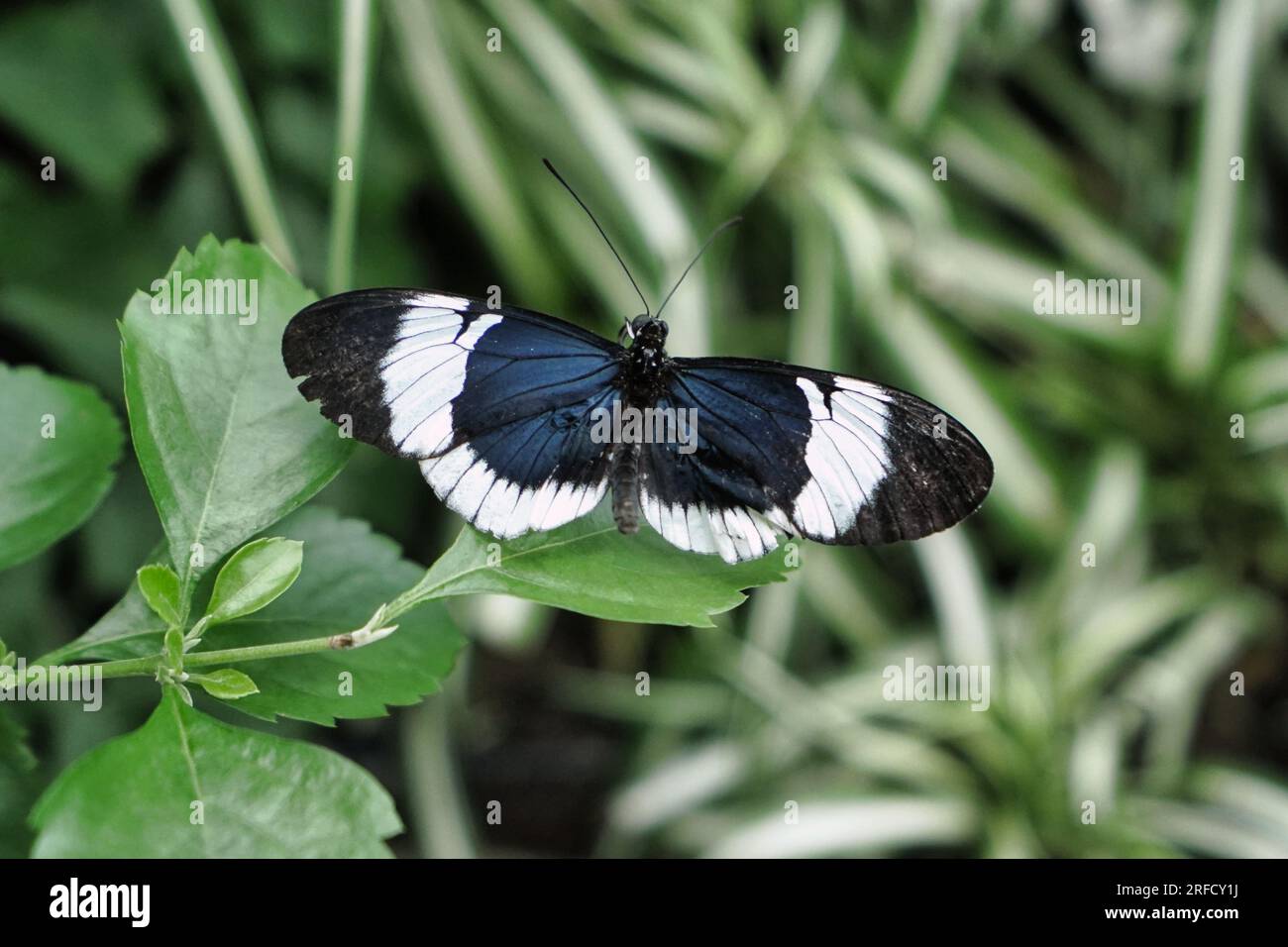 Brush-footed butterfly on a plant leaf. Stock Photo