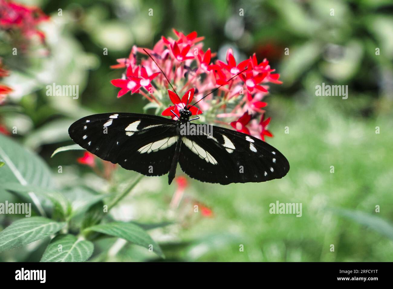 Zebra longwing butterfly of a flower. Stock Photo