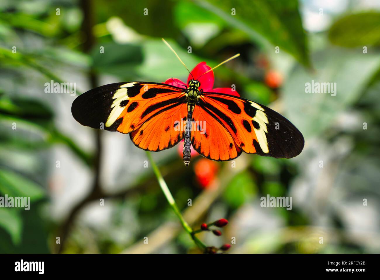 Brush-footed butterfly on a plant leaf. Stock Photo