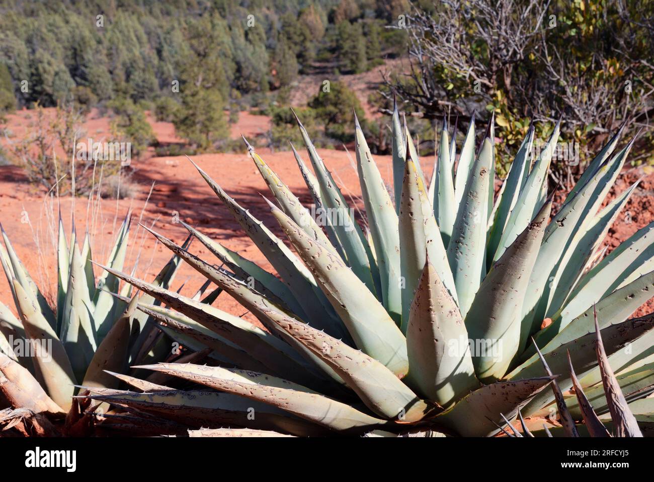 Desert Aloe plants growing in the Sedona Valley in Arizona USA Stock Photo