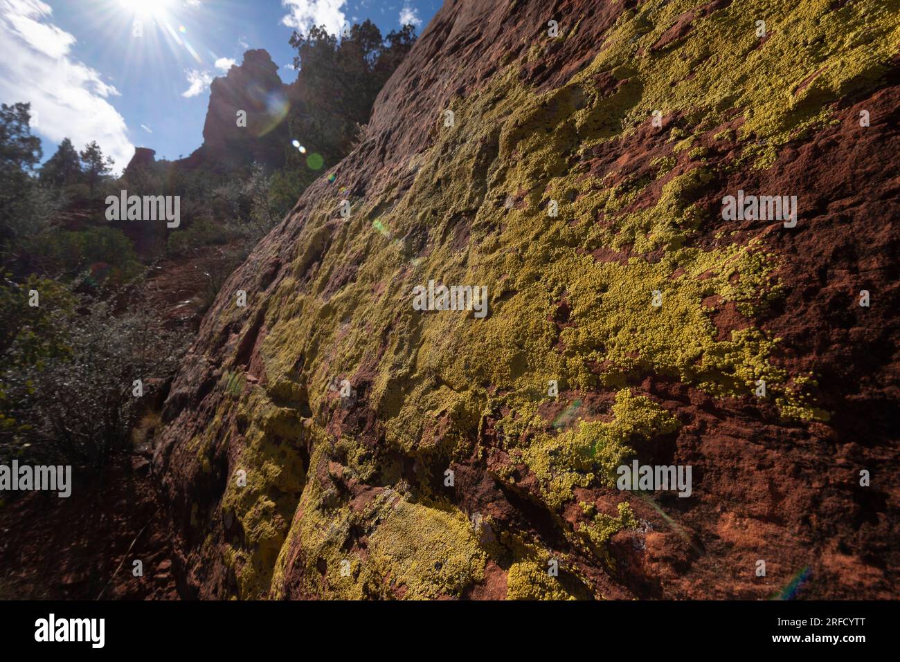 Moss grows on the side of a large rock in the red rocks area near Sedona in Arizona USA Stock Photo