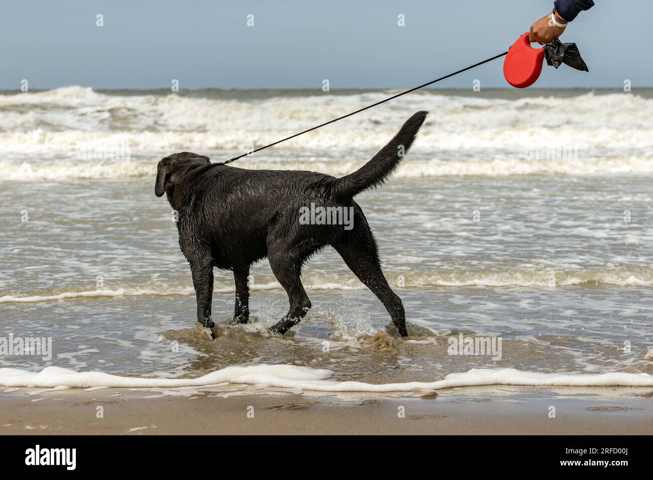 black dog on a leash stands on the beach Stock Photo