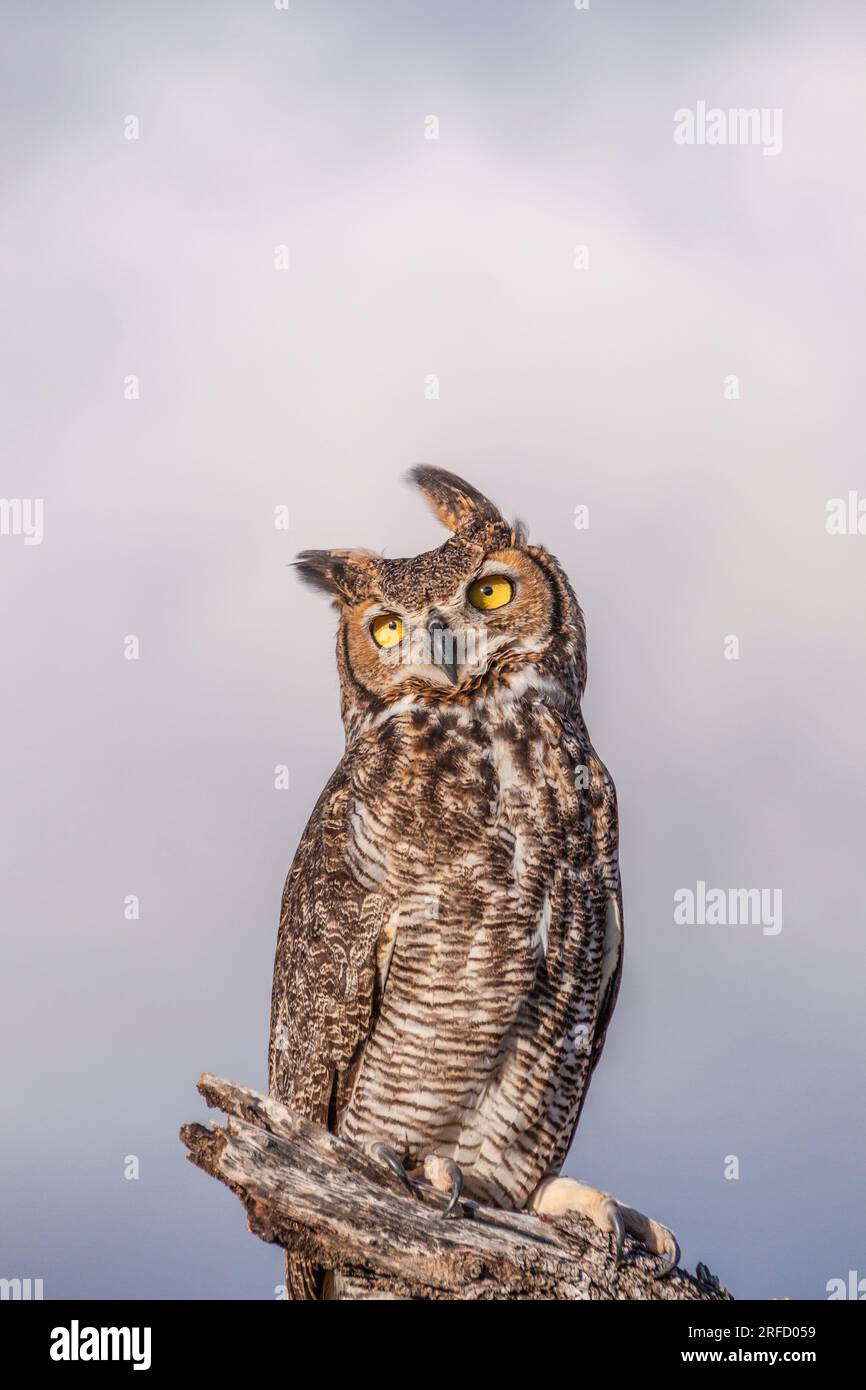 Captive Great Horned Owl, Bubo virginianus, at Block Creek Natural Area, a coalition of conservation oriented ranchers in Central Texas. Stock Photo