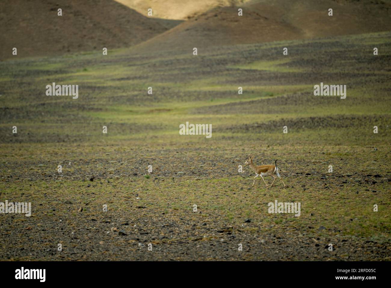 A Goitered gazelle (Gazella subgutturosa) or black-tailed gazelle is running over the rocky terrain in the Gobi Desert in southern Mongolia. Stock Photo