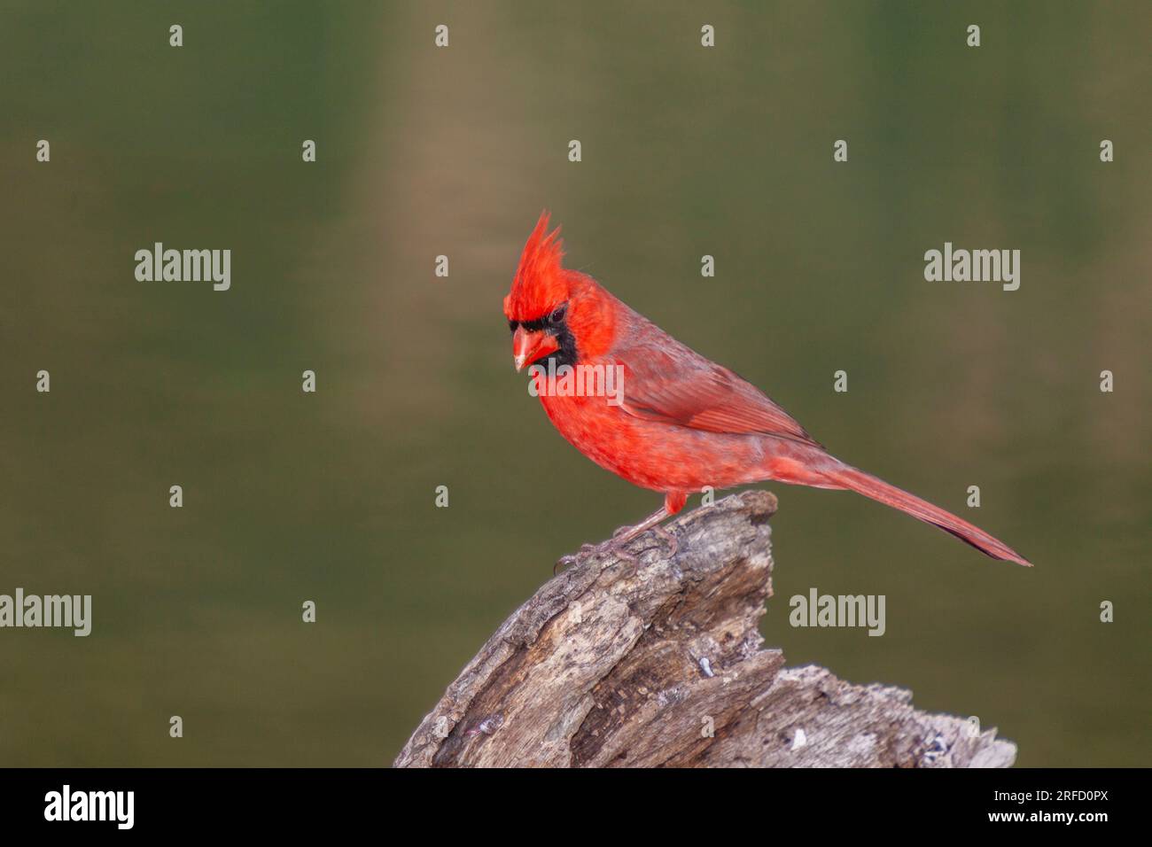 Northern Cardinal, Cardinalis cardinalis, at Block Creek Natural Area, a coalition of conservation oriented ranchers in Central Texas. Stock Photo