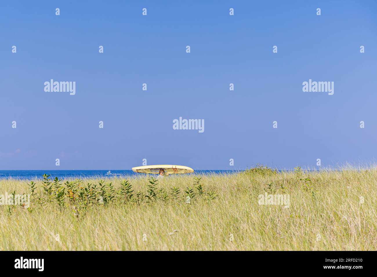 man carrying a yellow surf board in a vast landscape of beach grass in montauk Stock Photo