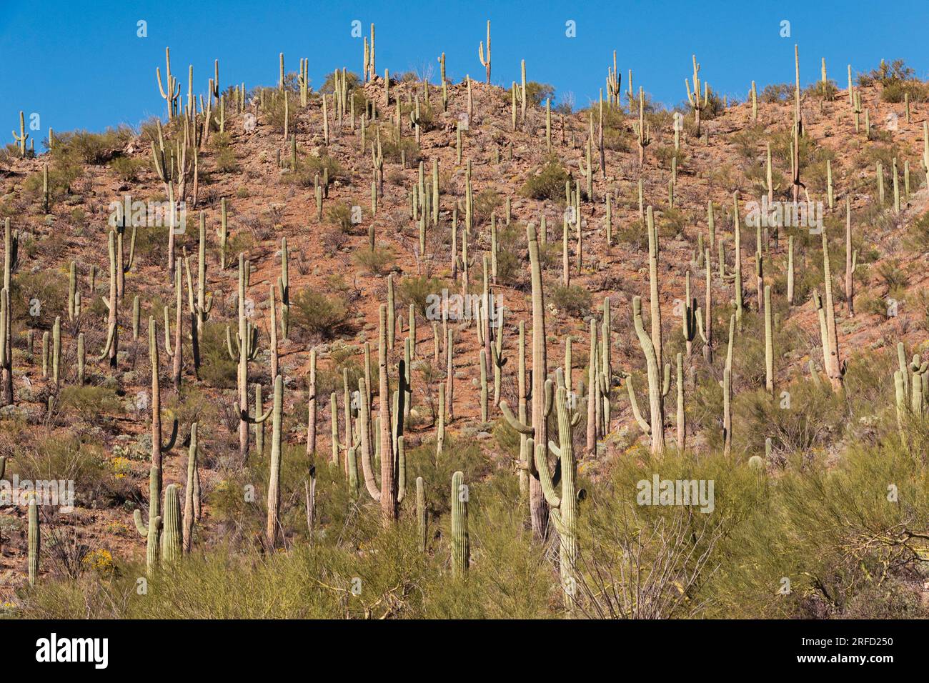 Saguaro cacti in the Saguaro National Park in Arizona USA Stock Photo