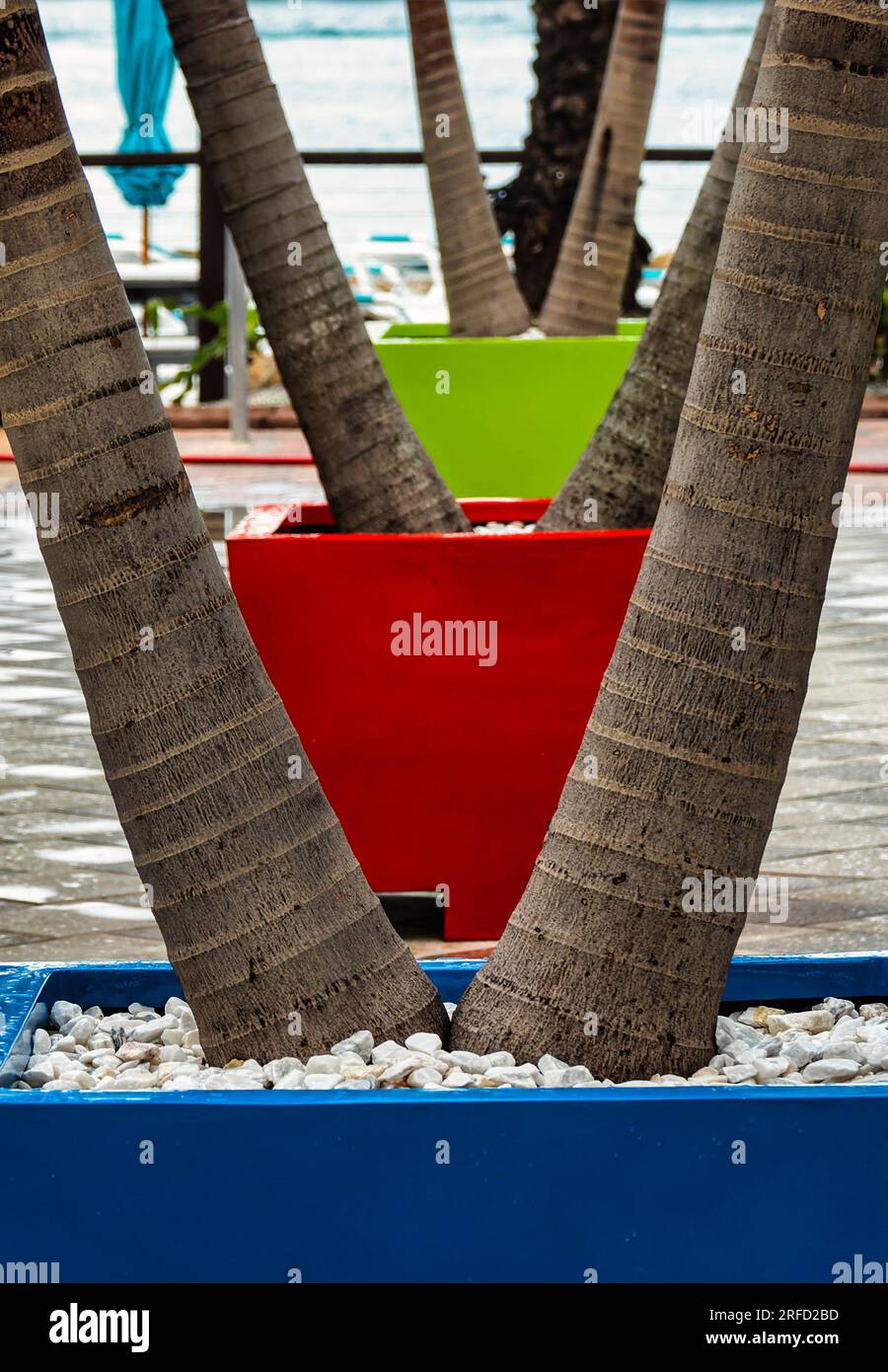Palm trees on a patio deck Stock Photo Alamy