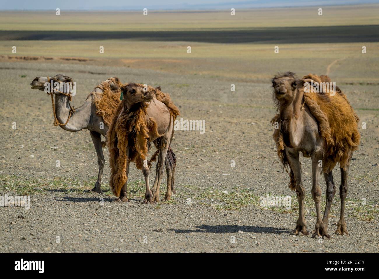 Bactrian camels shedding their winter coat in the Gobi Desert in ...