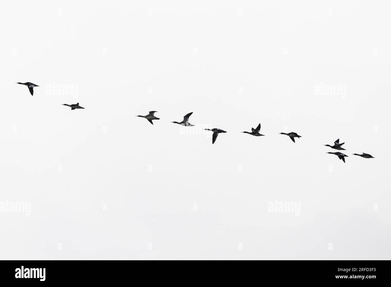 A flock of common merganser (mergus merganser) formation flying Stock Photo