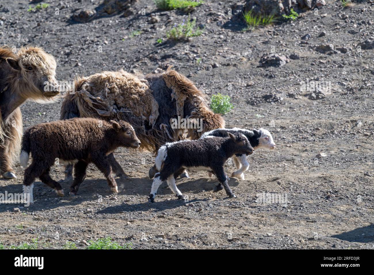 Yak mothers and babies in the Yolyn Am (Gurvan Saikhan National Park), a deep and narrow gorge in the Gurvan Saikhan Mountains near Dalanzadgad in the Stock Photo