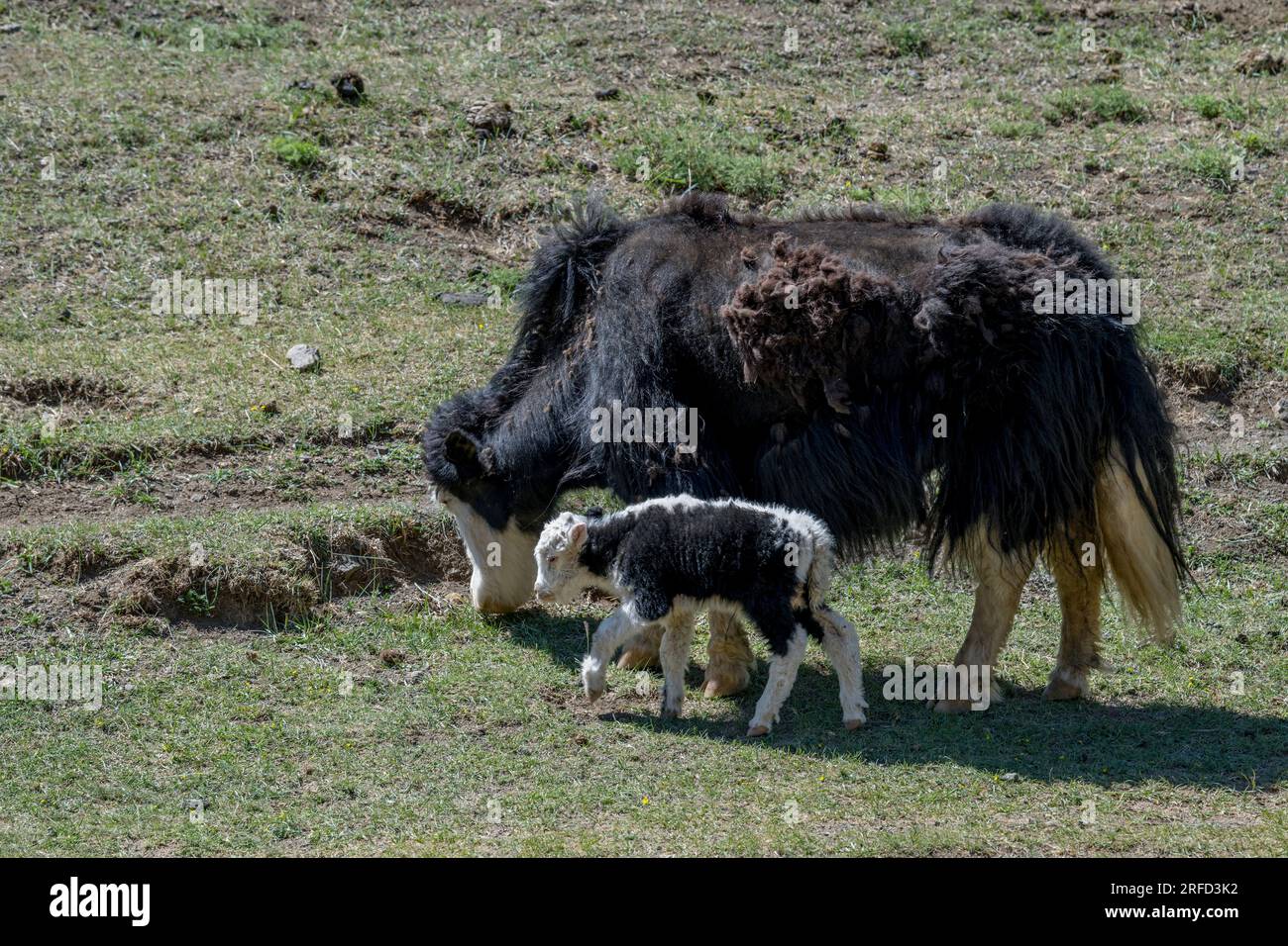 A Yak mother and a newly born baby in the Yolyn Am (Gurvan Saikhan National Park), a deep and narrow gorge in the Gurvan Saikhan Mountains near Dalanz Stock Photo