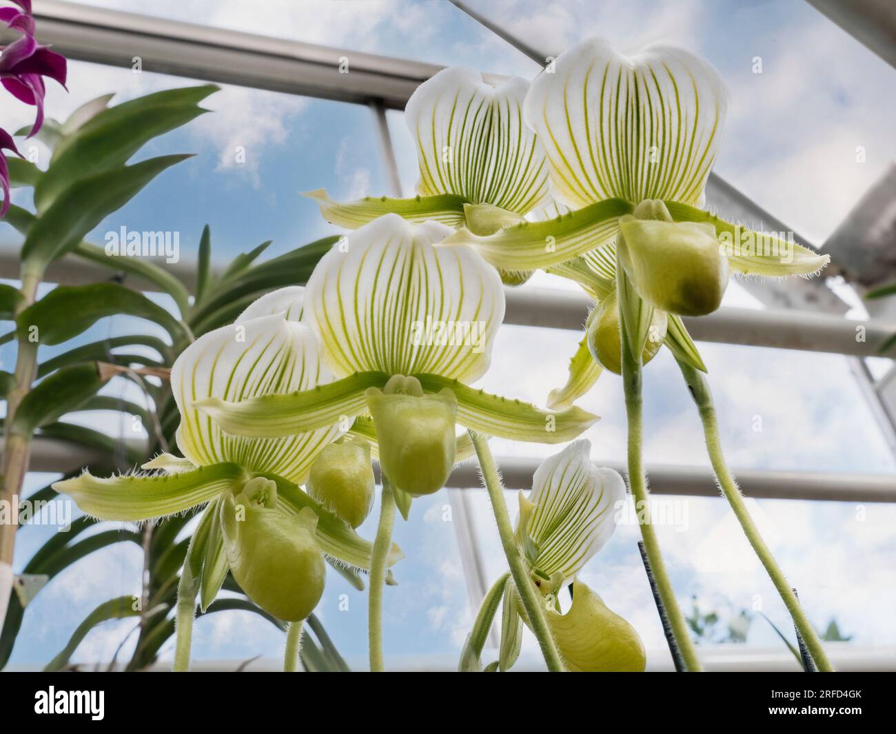 Slipper orchids - Paphiopedilum, thriving in modern glasshouse situation. Surrey UK Stock Photo