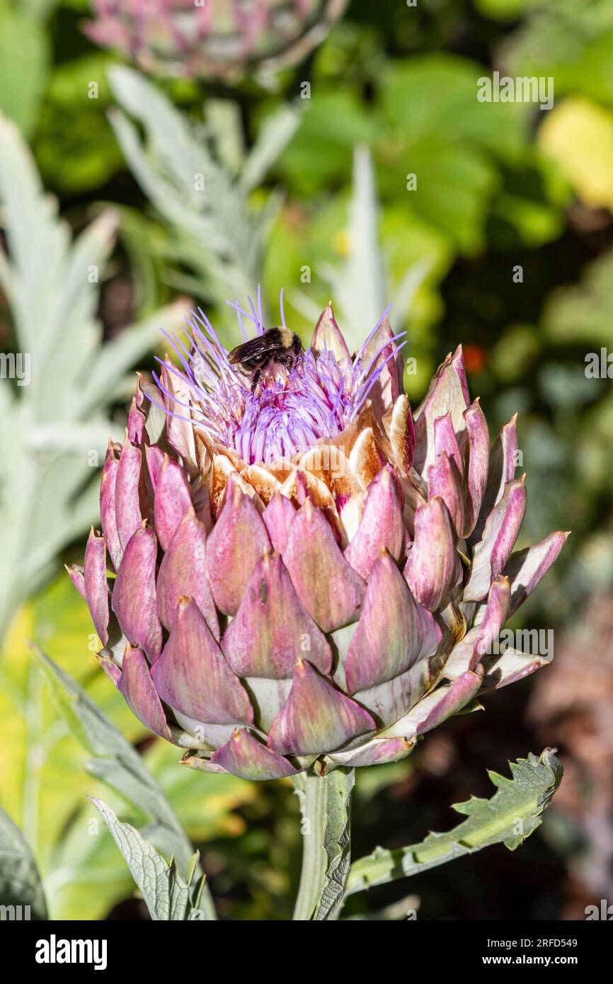 A Yellow bumble bee (Bombus fervidus), common in the Pacific Northwest, gathers pollen on the blooming purple flower of a globe artichoke plant. Stock Photo
